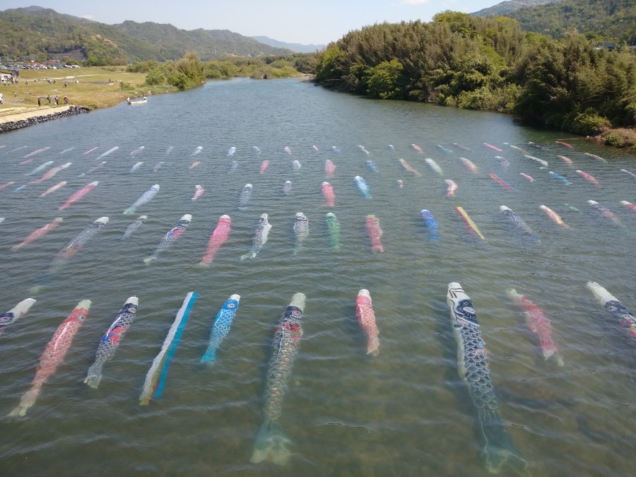 鯉流し