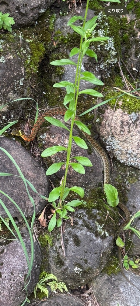 毒毒しい色のヘビだなぁって思ったら🐍