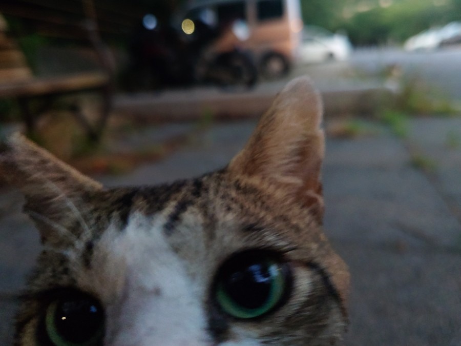 暑中お見舞い