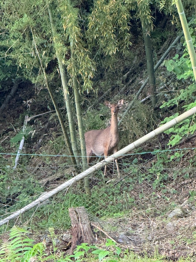 今朝の出来事🦌