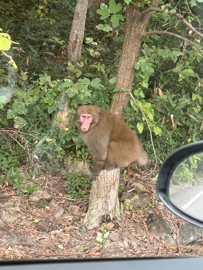俺も車欲しいな