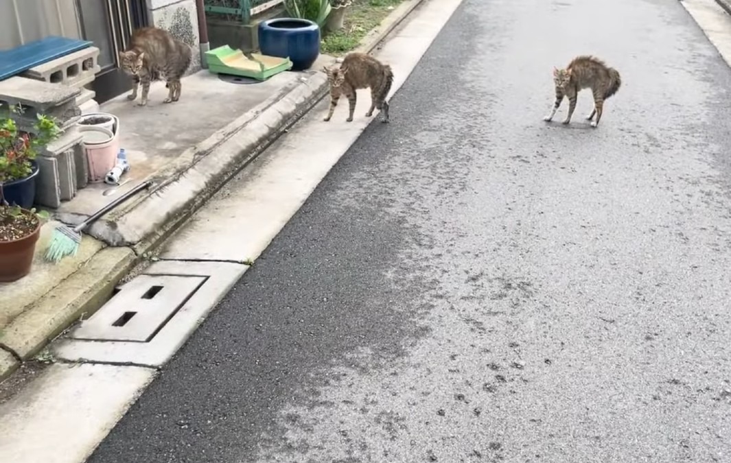 のらねこたちがあらわれた！