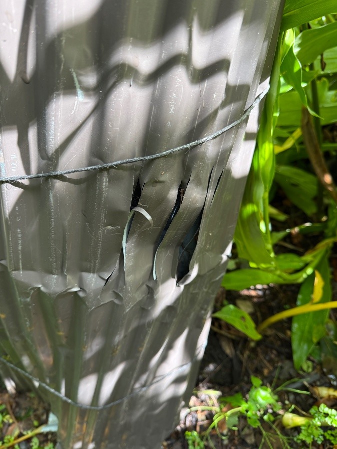 某エナジードリンクのロゴみたい🐻