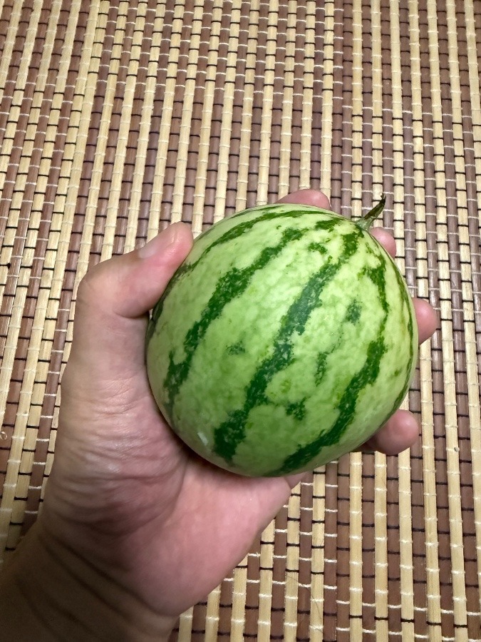 小のスイカ(実物)🍉