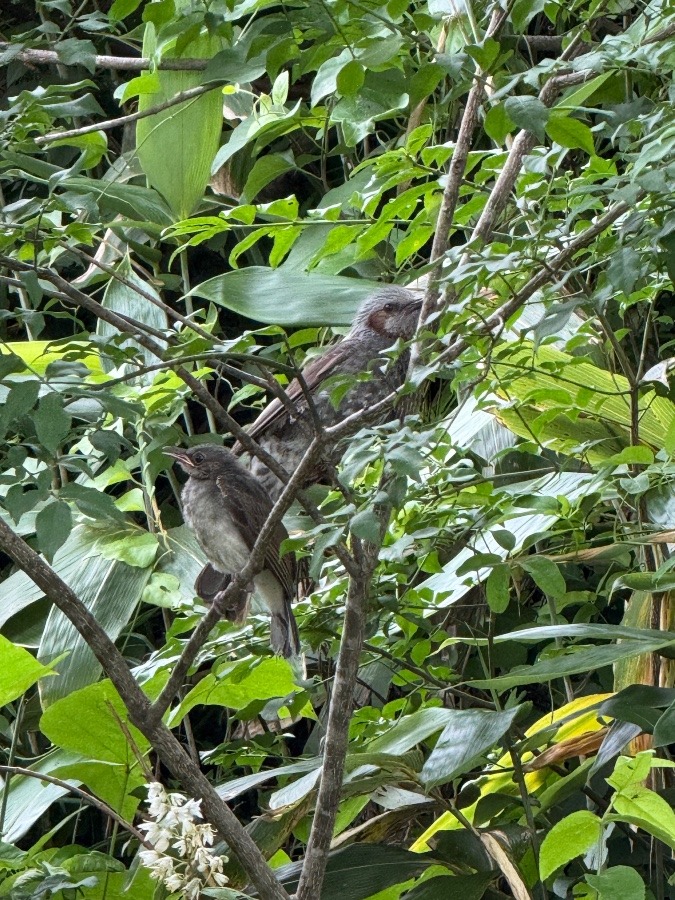 鳥類図鑑ばりのポージングで🐦‍⬛
