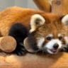 おれんじ