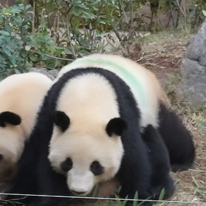 タケシ