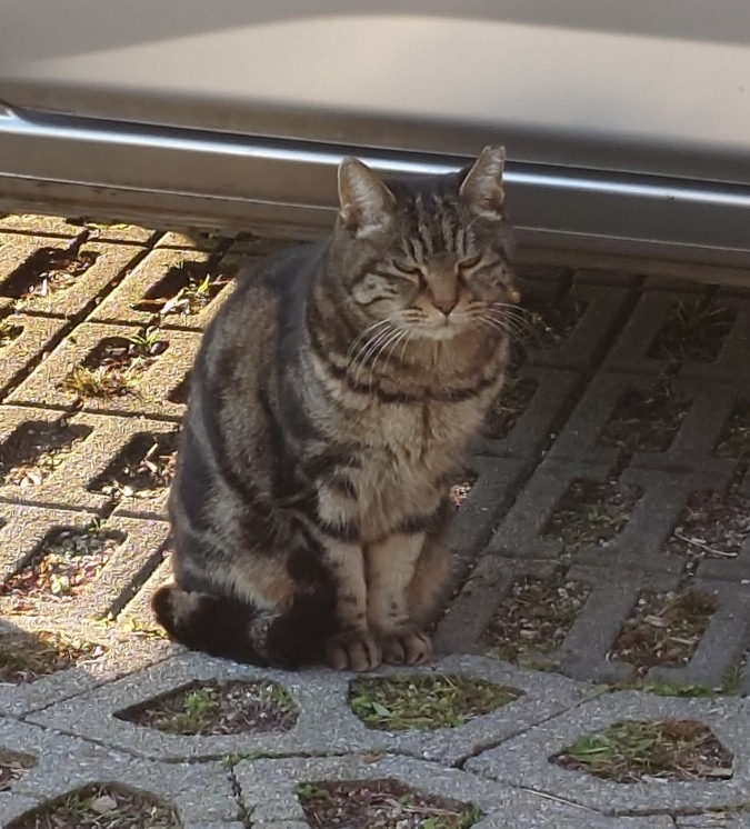 ぬっこは今日も待っている