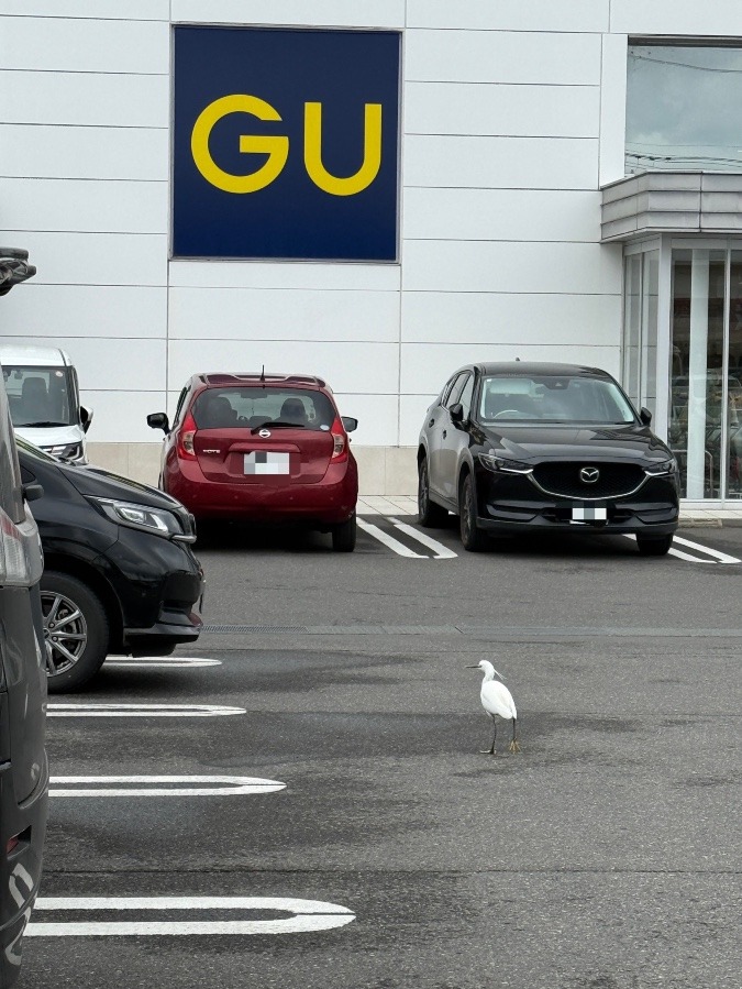 ファッションは自由だ